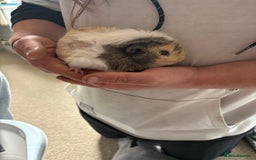 Guinea Pig rodents for sale: Male Guinea pigs for a good home  - Image 11