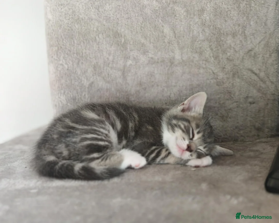Mixed Breed cats for sale: Kittens 2 females  in Dingwall - Advert 2