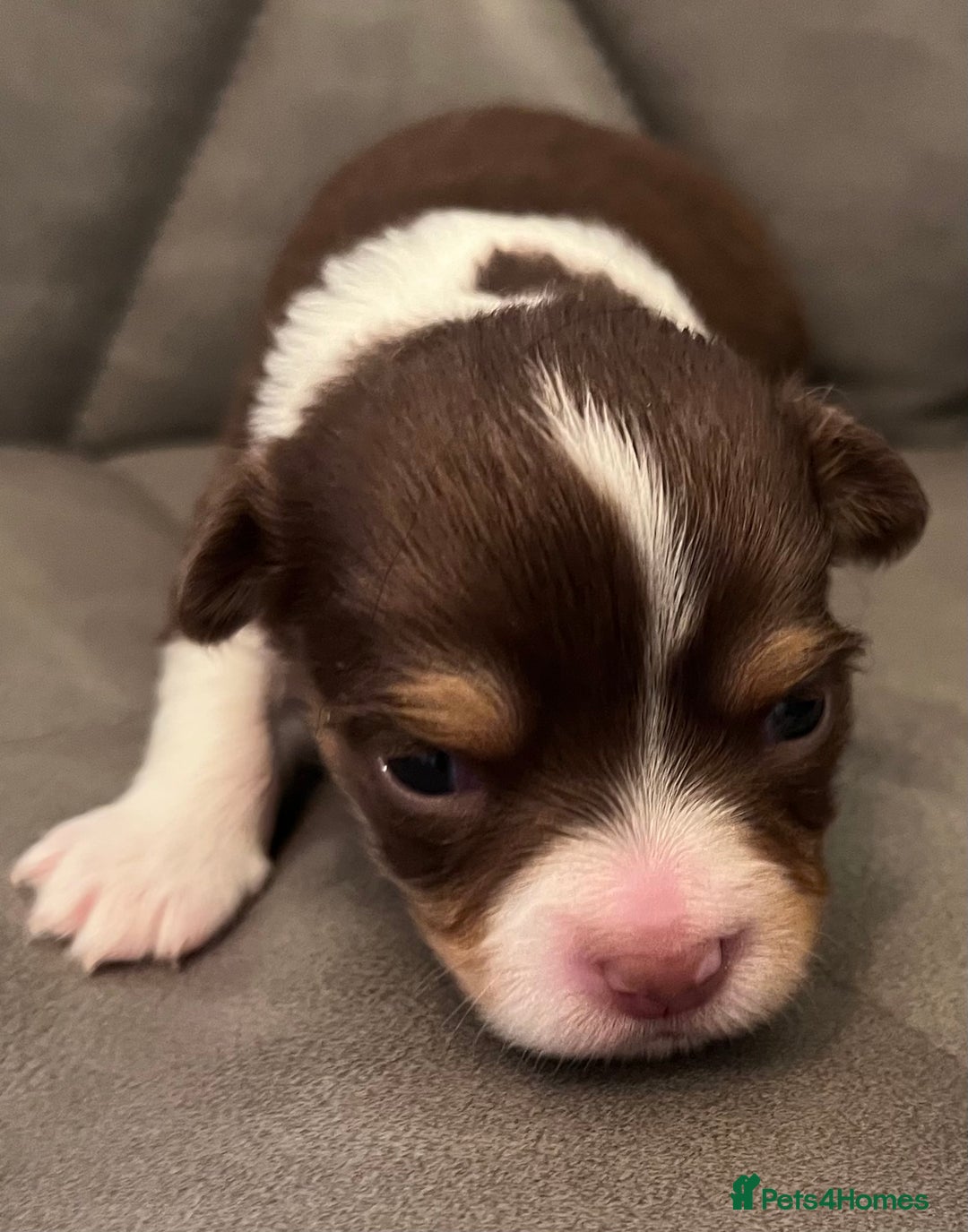 Chihuahua dogs for sale: chihuahua boy puppies  - Advert 8