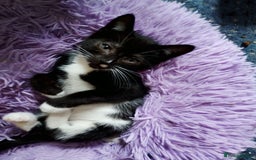 Mixed Breed cats for sale: 2 kittens left beautiful Turkish angora x  - Image 3