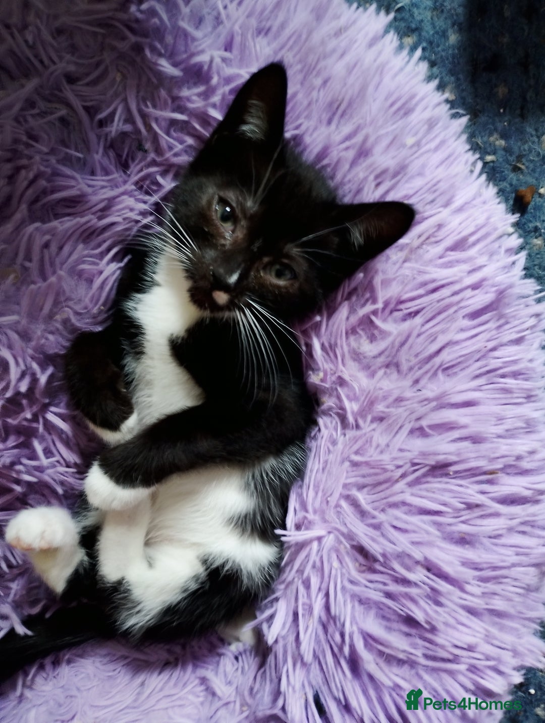 Mixed Breed cats for sale: 2 kittens left beautiful Turkish angora x  - Image 3