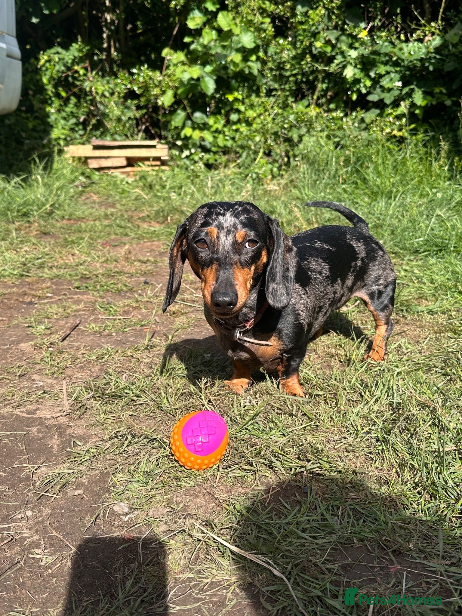 Miniature Dachshund dogs Silver dapple miniature dachshund - Advert 2