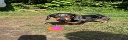 Miniature Dachshund dogs for sale: Silver dapple miniature dachshund in Cowbridge - Advert 1