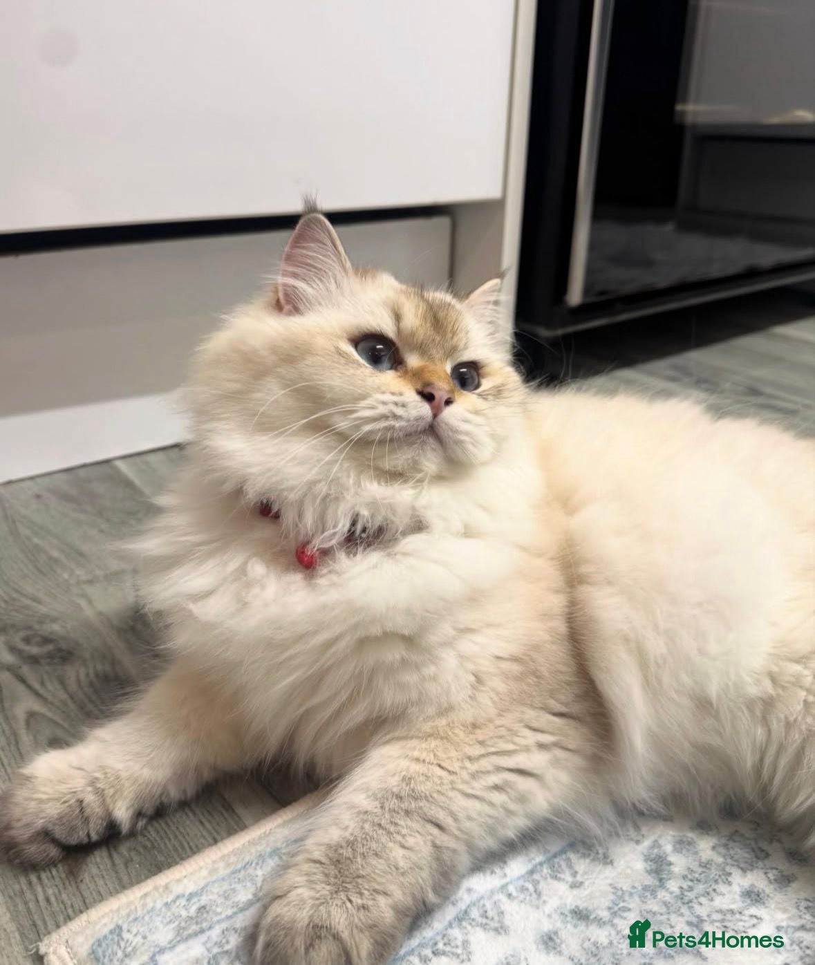 British Longhair cats British longhair  - Advert 6