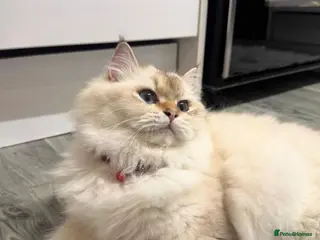 British Longhair cats British longhair - Advert 6