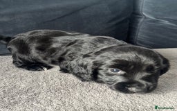 Cocker Spaniel dogs for sale: ADORABLE COCKER SPANIELS  - Image 6