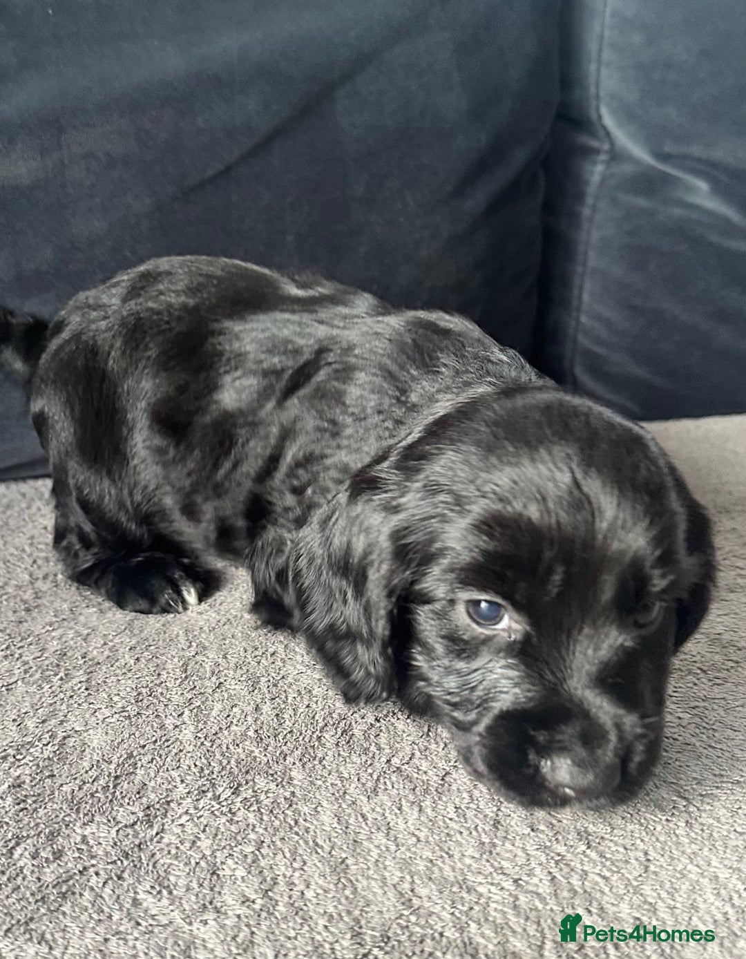 Cocker Spaniel dogs for sale: ADORABLE COCKER SPANIELS  - Image 6