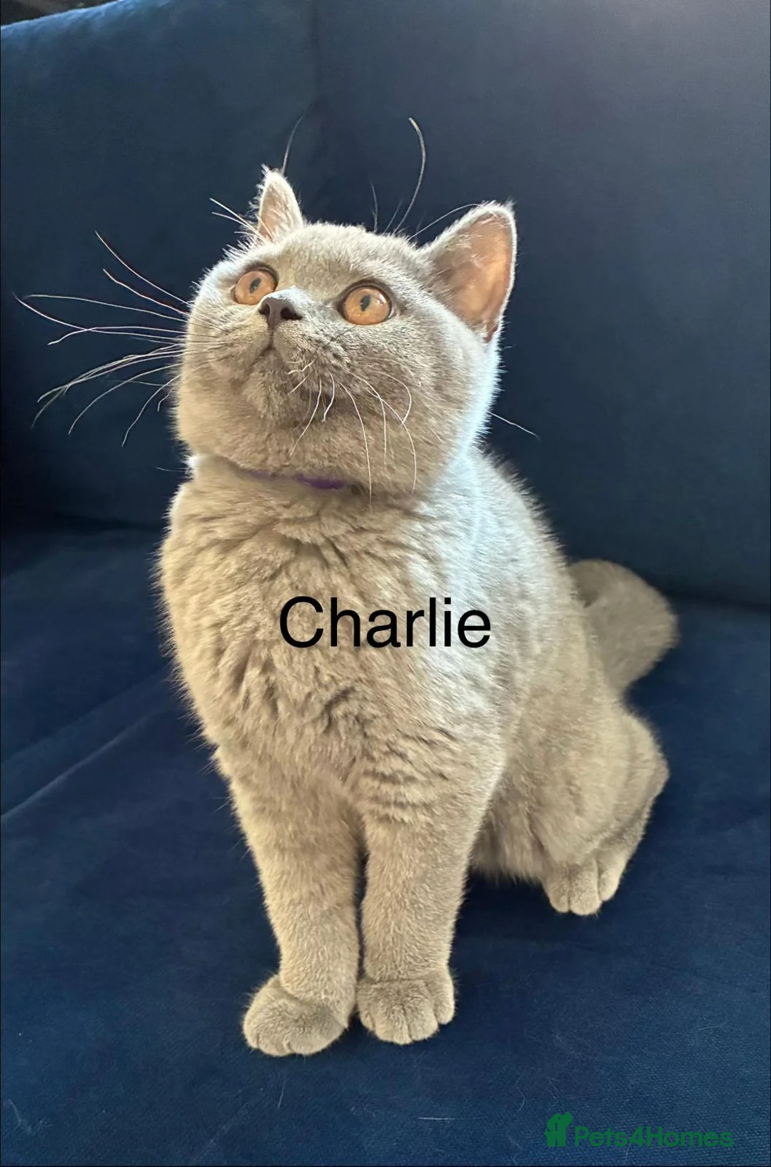 British Shorthair cats for sale: 👑🏆GCCF Registered British Shorthair Kittens🏆👑 in Wakefield - Advert 2