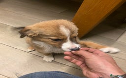 Sprollie dogs for sale: 3/4 border collie 1/4 spaniel puppies - Image 3