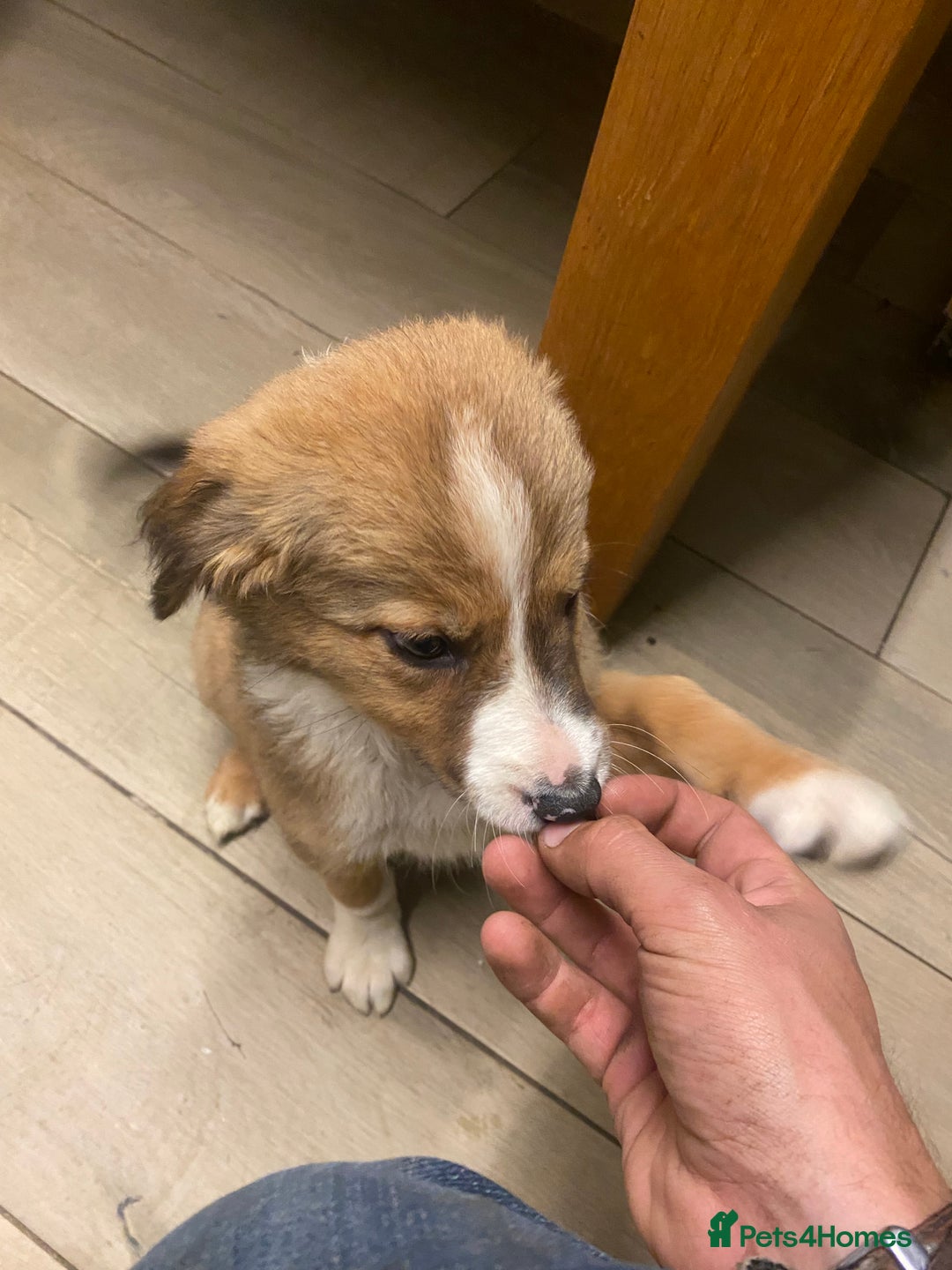 Sprollie dogs for sale: 3/4 border collie 1/4 spaniel puppies - Image 3