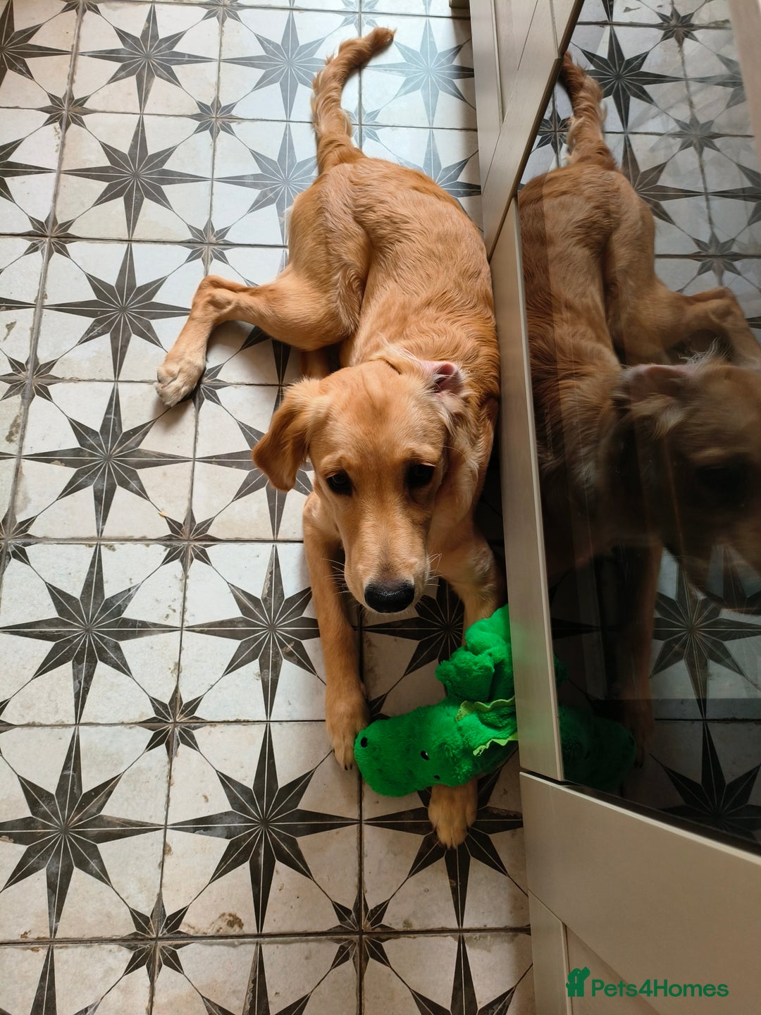 Golden Retriever dogs for sale: 6 month old golden retriever  - Image 8