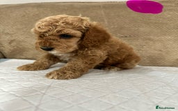 Cockapoo dogs for sale: Outstanding Cockapoos Puppies. 4 boys💙 2 girls 💗 - Image 14