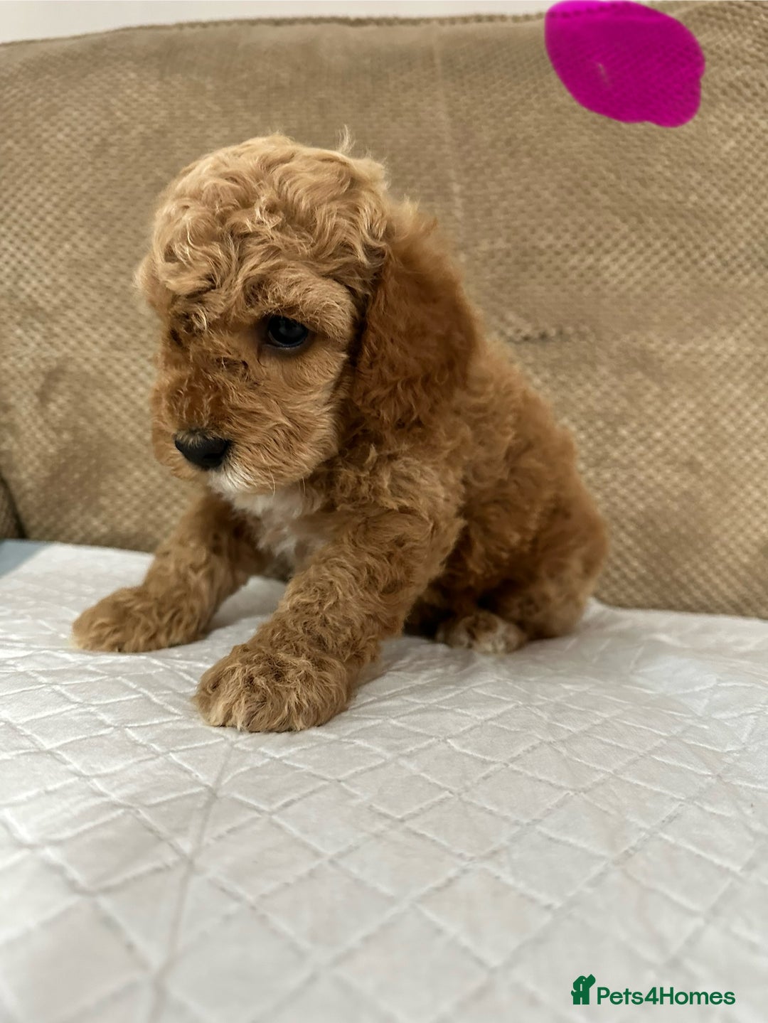 Cockapoo dogs for sale: Outstanding Cockapoos Puppies. 4 boys💙 2 girls 💗 - Image 14