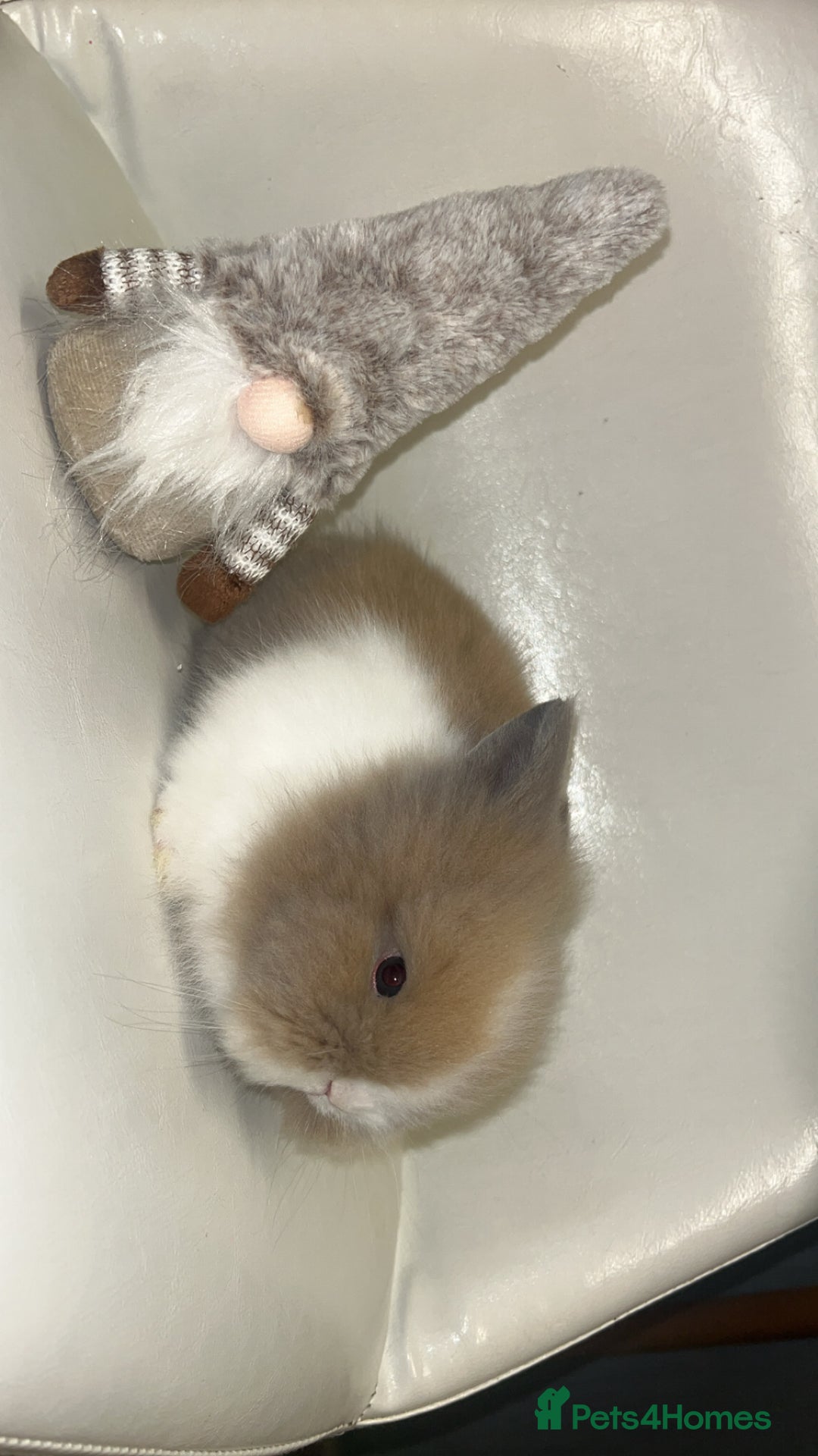 Lionhead rabbits for sale: Double maned lion heads  - Advert 5