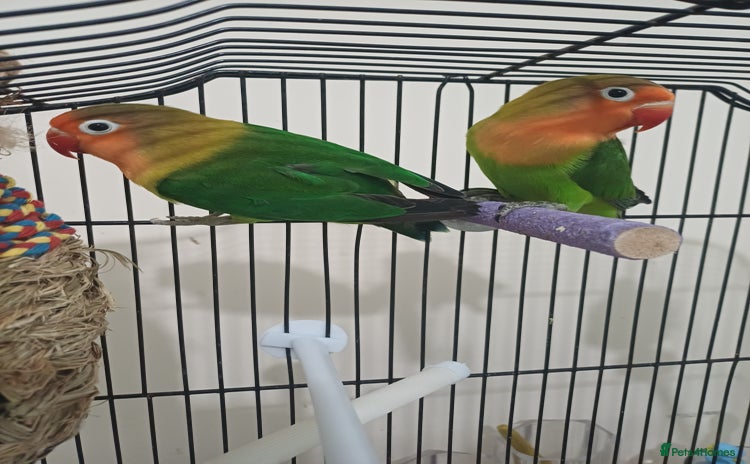 Lovebirds birds - Advert 10