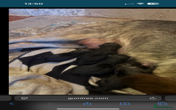 German Shepherd dogs for sale: German shepherd puppy  - Image 3