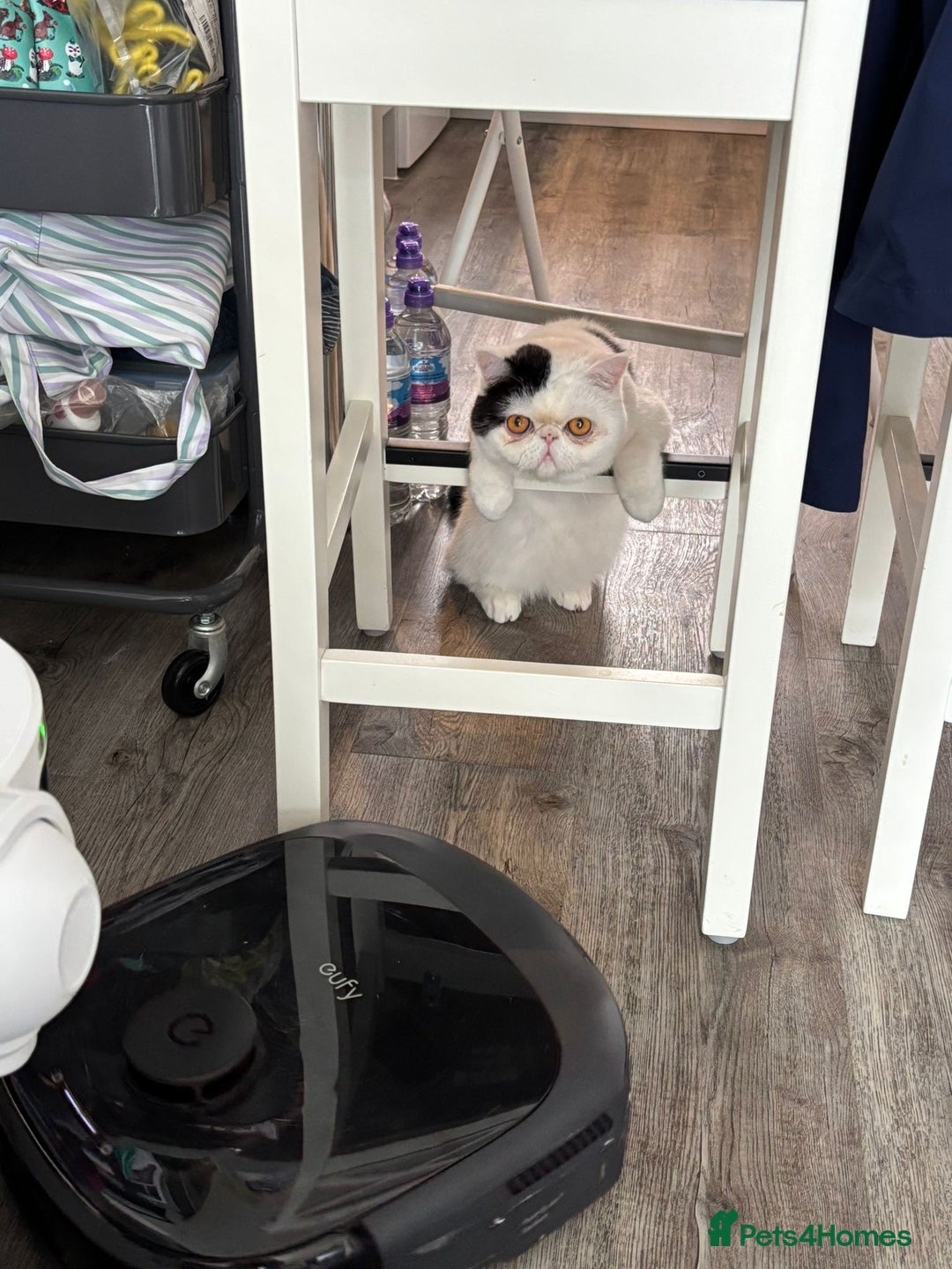 Exotic cats for sale: Exotic shorthair desperate to rehome - Image 6