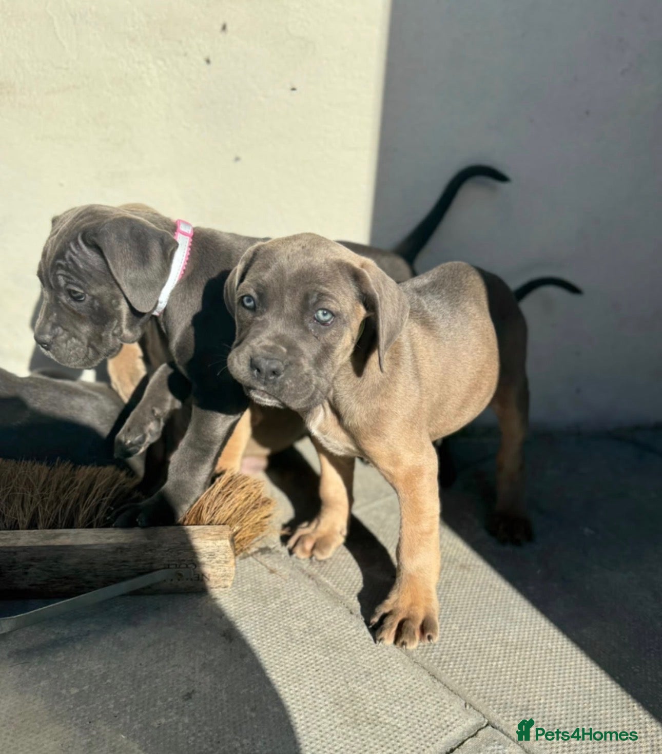 Cane Corso dogs  PREMIUM CHAMPION BLOODLINE CANE CORSO PUPPIES  - Advert 2
