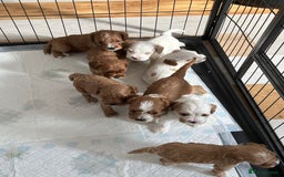 Mixed Breed dogs for sale: cavapoo pups - Image 10