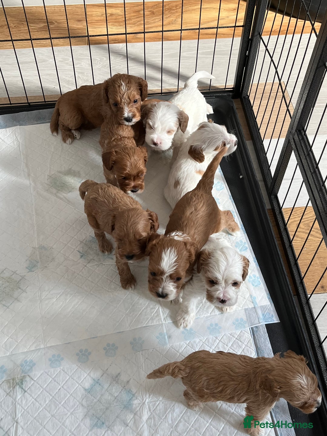 Mixed Breed dogs for sale: cavapoo pups - Image 10