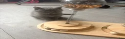 British Shorthair cats for sale:   L  Affectionate British Shorthair kittens - Advert 16