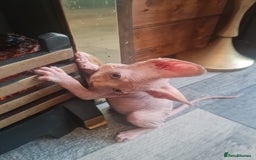 Sphynx cats for sale: Sphynx kittens - Image 1