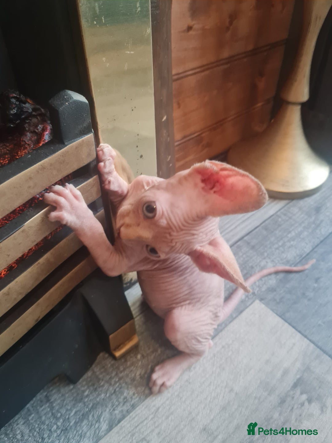 Sphynx cats for sale: Sphynx kittens - Image 1