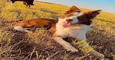 Border Collie dogs - Advert 7