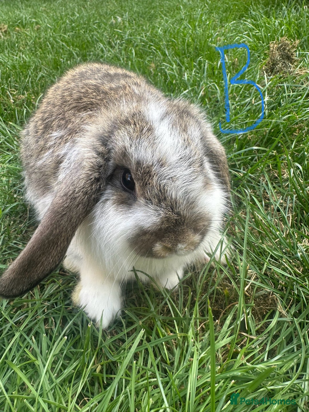 Mini Lop rabbits for sale: Mini Lop Rabbits For Sale  - Image 6