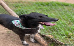 Mixed Breed dogs for adoption: ❤️Carmen — 3,5-4 years old small-to-medium girl❤️ - Advert 13