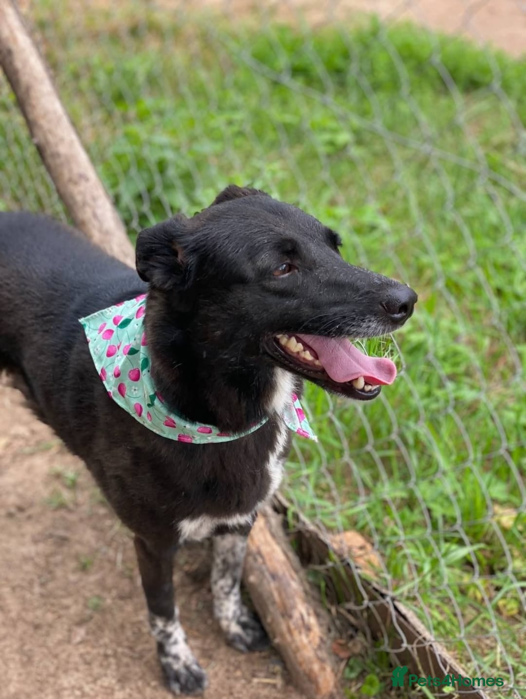Mixed Breed dogs for adoption: ❤️Carmen — 3,5-4 years old small-to-medium girl❤️ - Advert 13