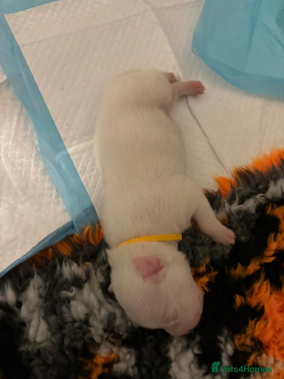 Staffordshire Bull Terrier dogs for sale: Adorable puppies  - Advert 4