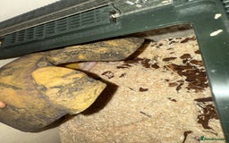 Corn Snake reptiles for sale: Baby corn snake  - Image 1