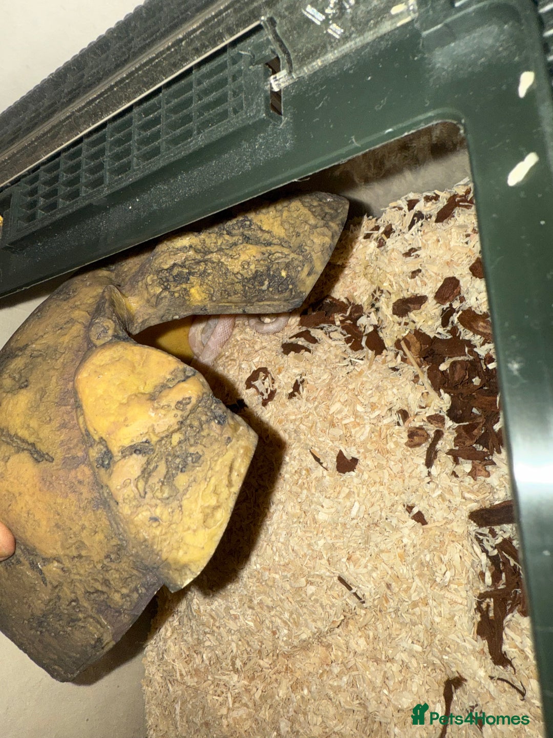 Corn Snake reptiles for sale: Baby corn snake  - Image 1