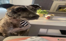 Mixed Breed dogs for sale: Lurcher cross  - Advert 1