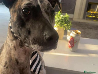 Mixed Breed dogs Lurcher cross - Advert 1