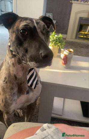 Mixed Breed dogs Lurcher cross - Advert 3