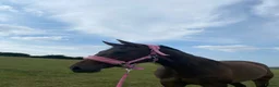 Other Breed horses for sale: Unbroken 16’2 German warmblood x Appaloosa  - Advert 5