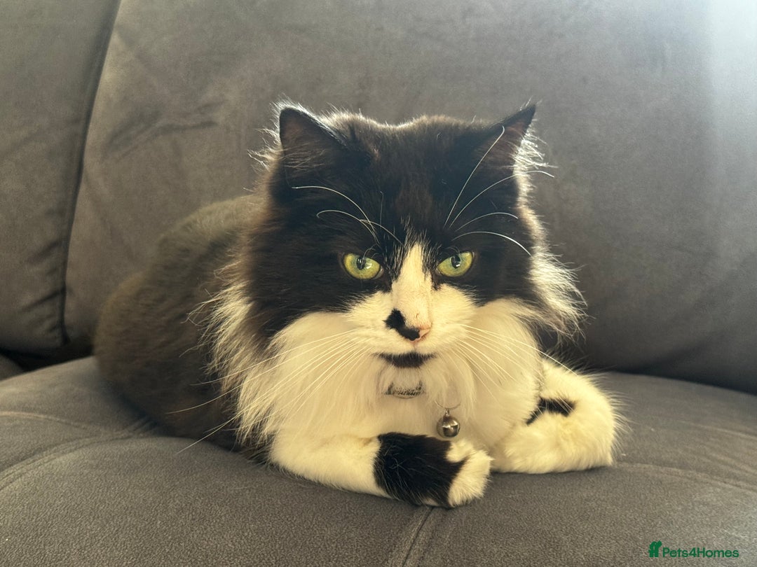 Mixed Breed cats for sale: Loving cat in need of new home - Image 1