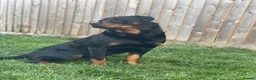 Rottweiler dogs for stud: Proven Rottweiler Available For Stud in Portland - Advert 4