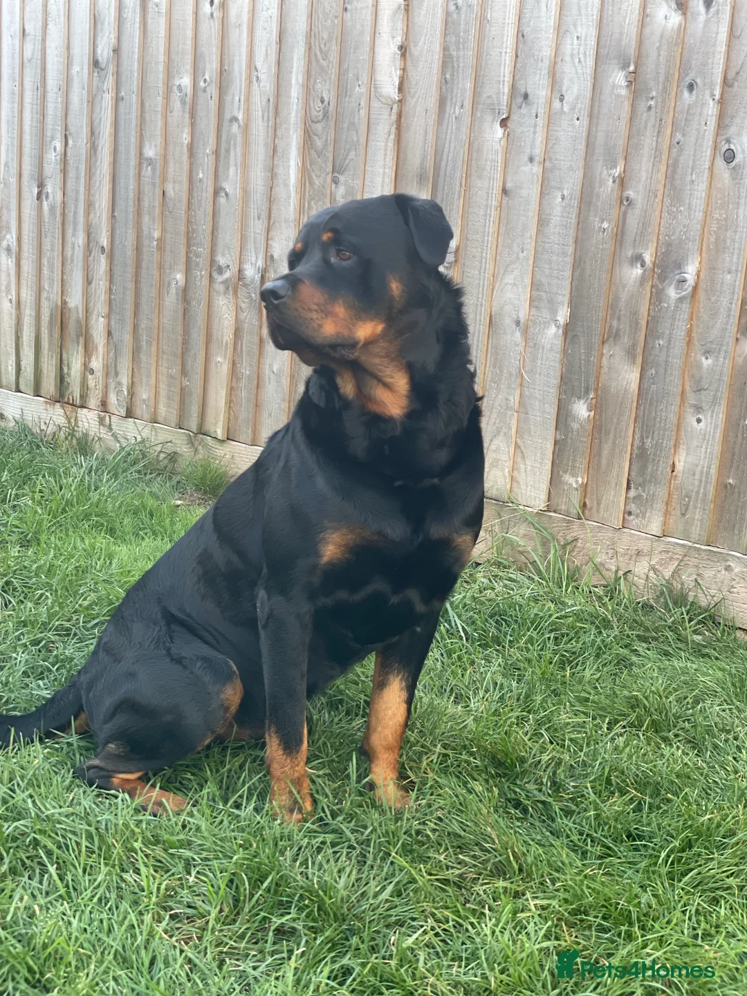 Rottweiler dogs for stud: Proven Rottweiler Available For Stud in Portland - Advert 4