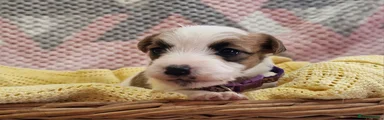 Jack Russell Puppy 7