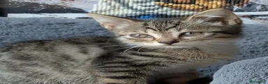 Tabby