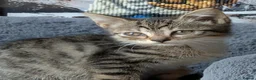 Mixed Breed cats for sale: Daphne's babies - Advert 5