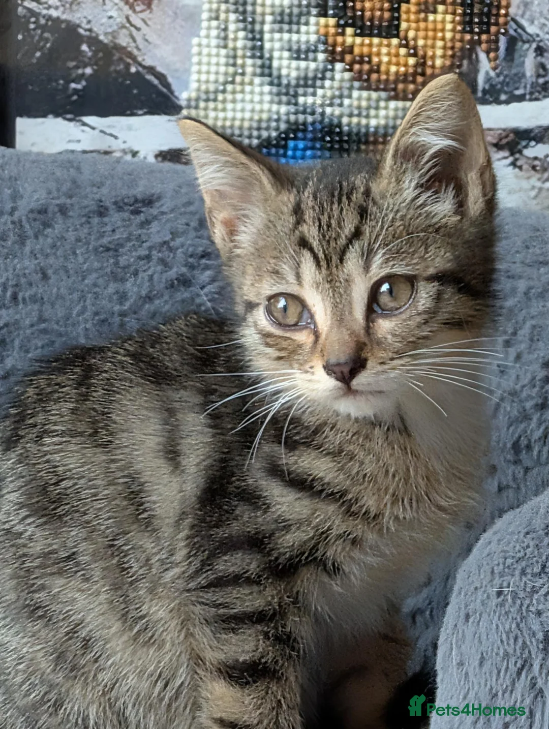 Mixed Breed cats for sale: Daphne's babies - Advert 5