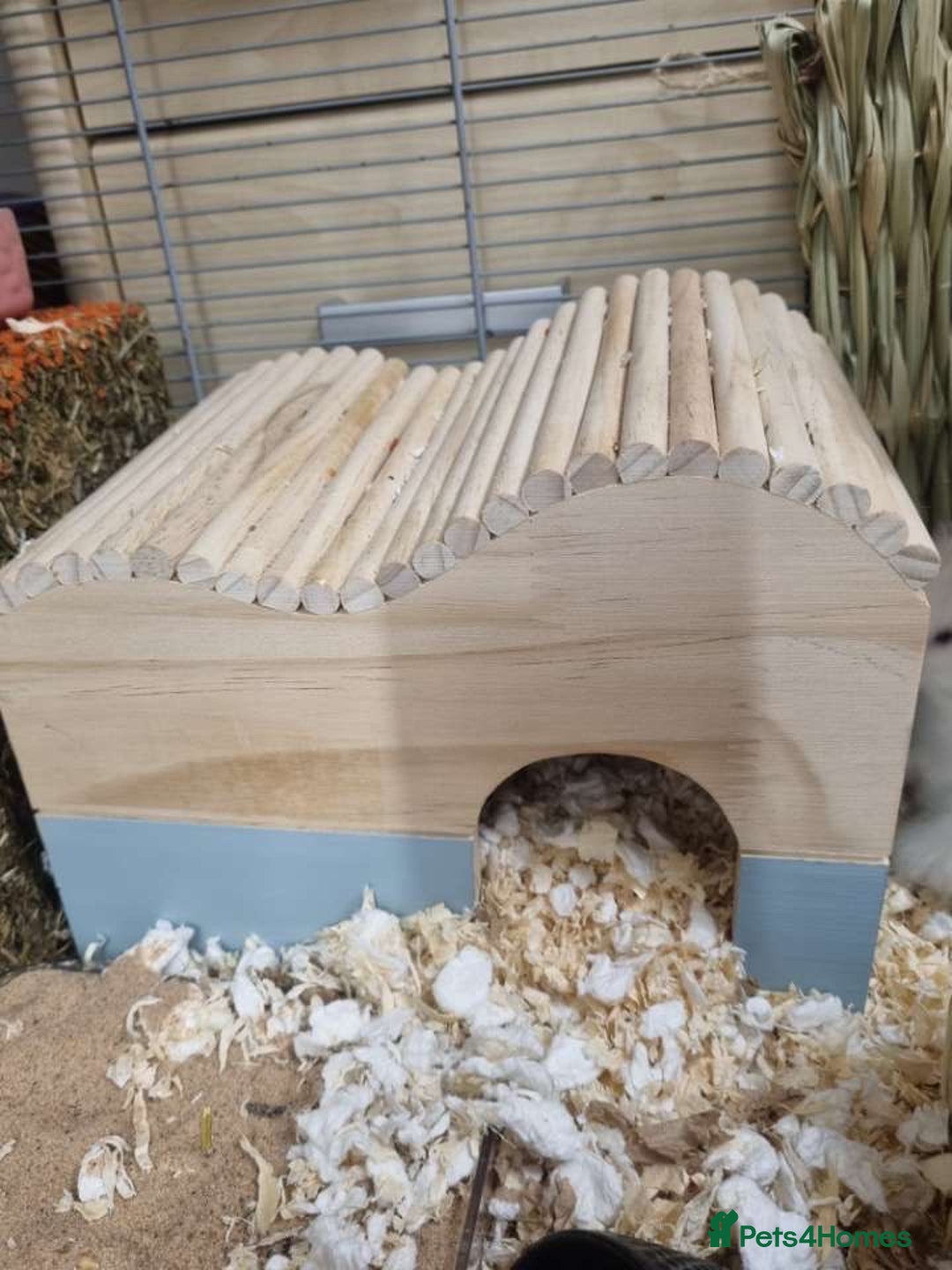 Hamster rodents for sale: long haired male syrain hamster  - Image 6