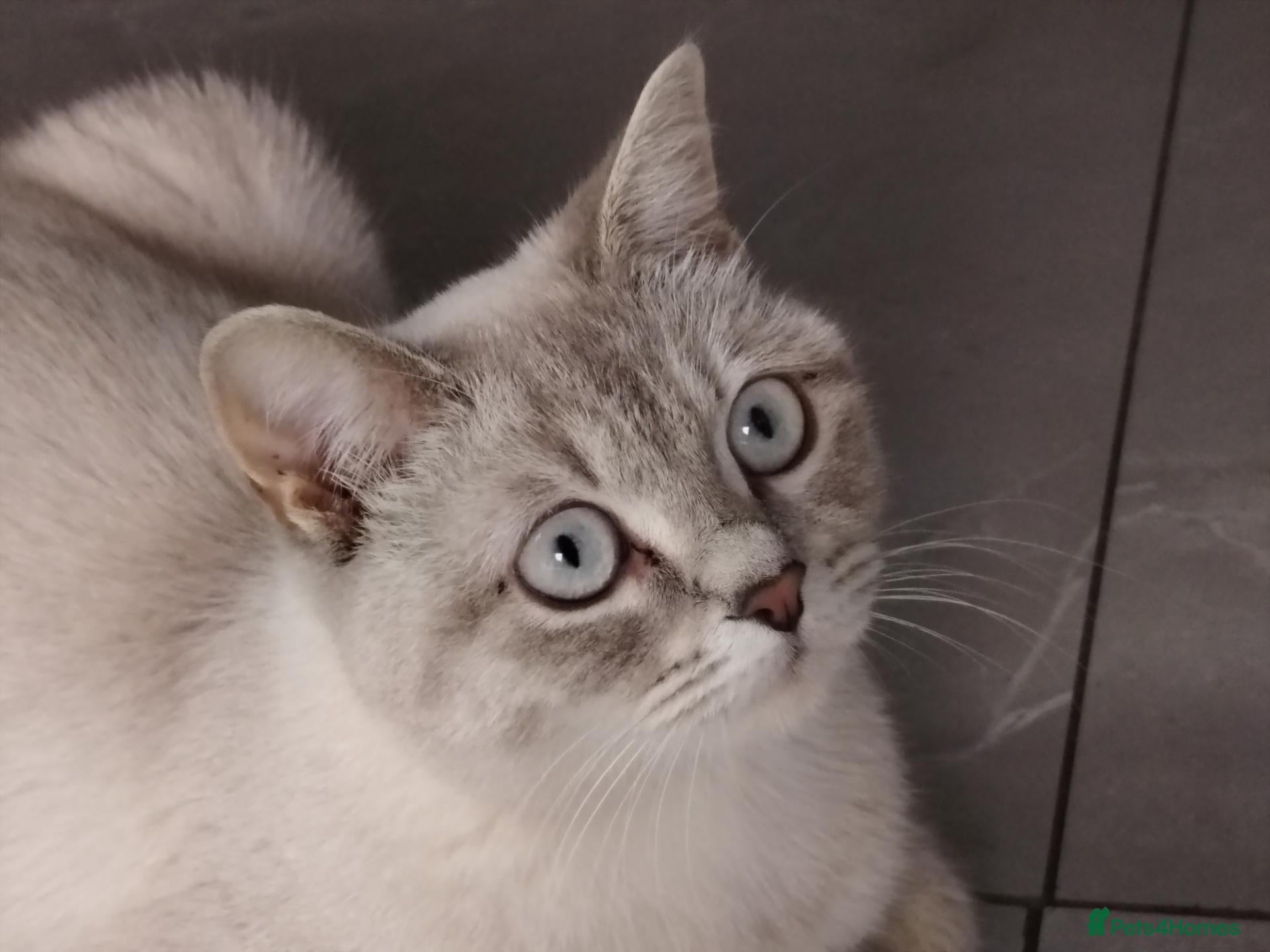 Mixed Breed cats Blue point lynx Ragdoll x British Short haired  - Advert 1
