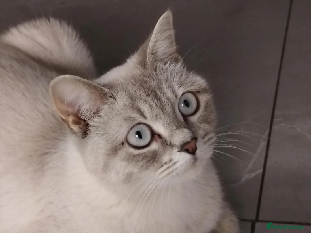 Mixed Breed cats for sale: Blue point lynx Ragdoll x British Short haired  in Leicester - Advert 1