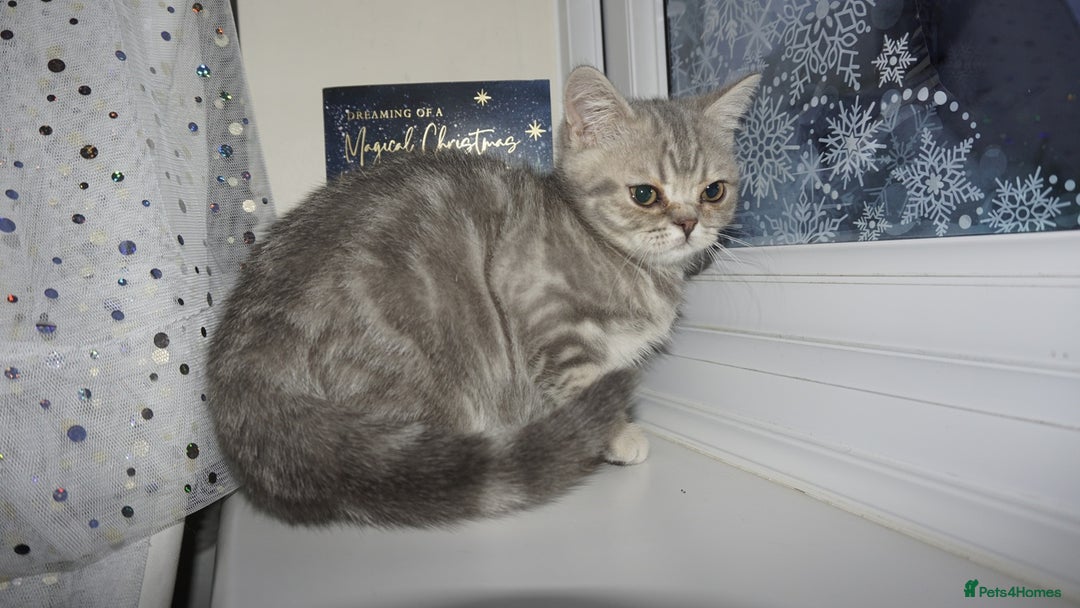 British Shorthair cats for sale: British Blue tabbies boys and girls - Advert 4