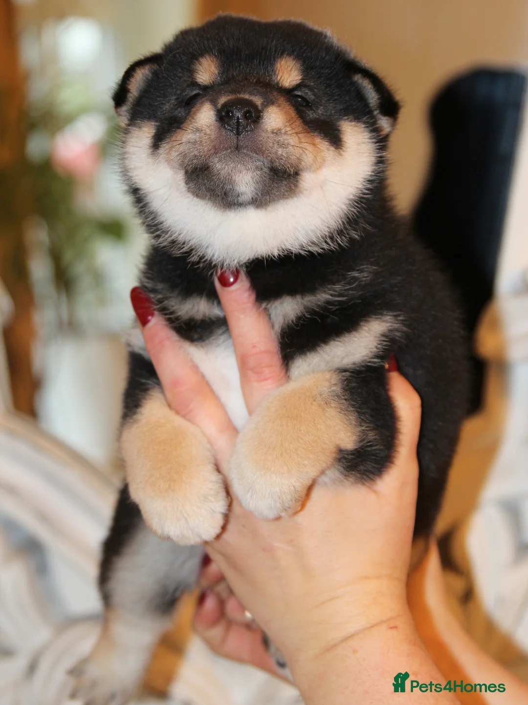 Japanese Shiba Inu dogs for sale: “KC Shiba Inu Puppies – Champion Bloodlines ❤️🏆” - Advert 7